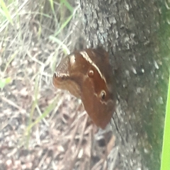 Eryphanis reevesii pusillus