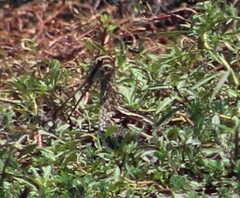 Gallinago paraguaiae