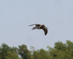 Gallinago paraguaiae