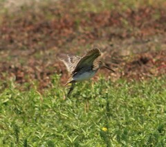 Gallinago paraguaiae