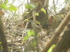 Dryobates callonotus