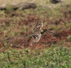 Gallinago paraguaiae