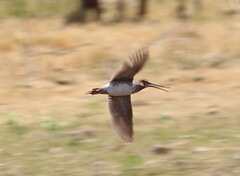 Gallinago paraguaiae