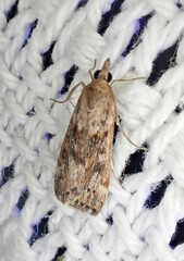 Achyra affinitalis