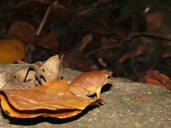 Kalophrynus pleurostigma