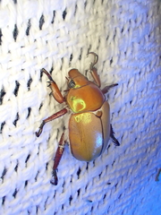 Anoplognathus montanus