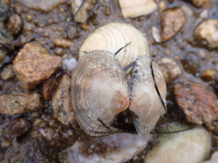 Bivalvia