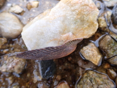 Mimachlamys varia