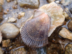 Mimachlamys varia