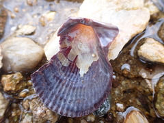 Mimachlamys varia