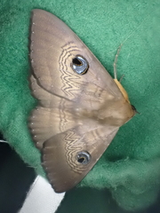 Dasypodia selenophora