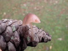 Fungi
