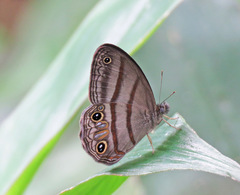 Cissia terrestris