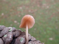Fungi