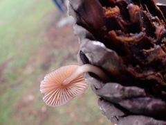Fungi