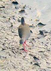 Pardirallus nigricans