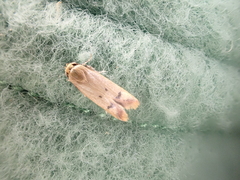 Tachystola hemisema