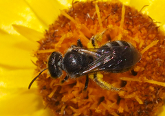 Chilalictus