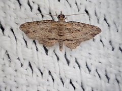 Chloroclystis filata