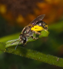 Chilalictus