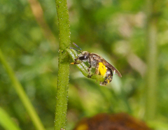 Chilalictus