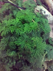 Hypnodendron