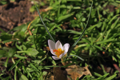 Crocus adamioides