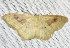 Idaea rubraria