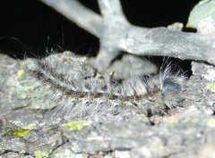 Gloveria arizonensis
