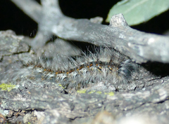 Gloveria arizonensis