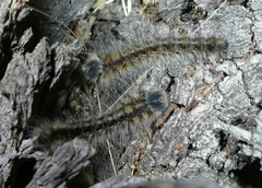 Gloveria arizonensis