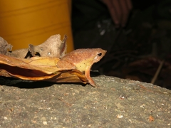 Kalophrynus pleurostigma