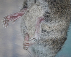 Antechinus agilis