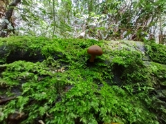 Galerina patagonica