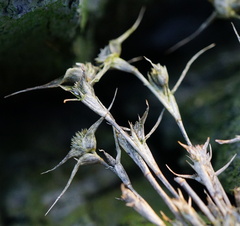 Sporobolus aculeatus