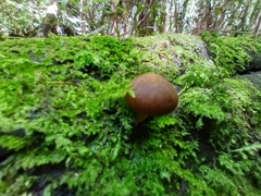 Galerina patagonica