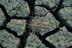 Sporobolus aculeatus