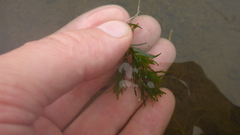 Callitriche hermaphroditica