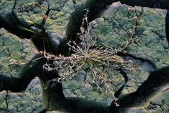 Sporobolus aculeatus