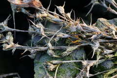 Sporobolus aculeatus