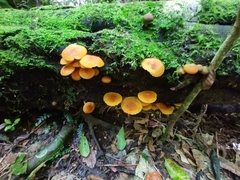 Heimiomyces velutipes