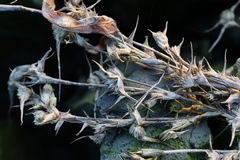 Sporobolus aculeatus