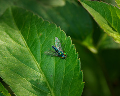Condylostylus pruinosus