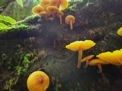 Heimiomyces velutipes