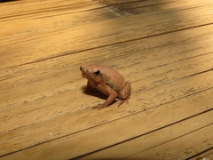 Kalophrynus pleurostigma