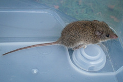 Antechinus agilis