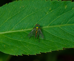 Condylostylus graenicheri
