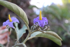 Solanum lycocarpum