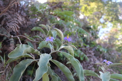 Solanum lycocarpum