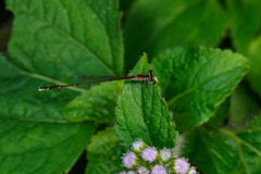Nehalennia pallidula